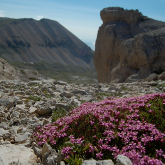 Modifications de la composition, de l'écologie et de la structure de la végétation de haute montagne : une étude de revisite sur 42 ans