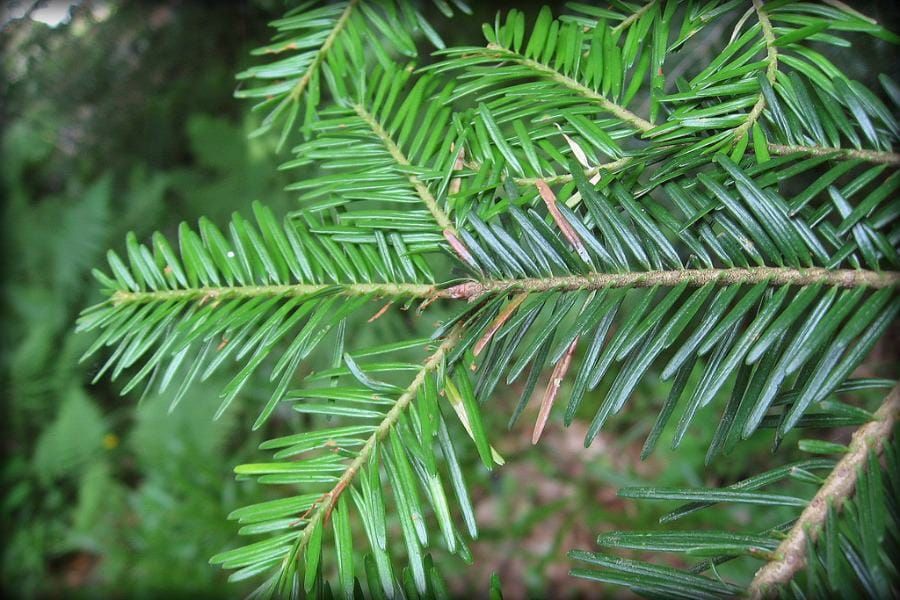 Abies alba