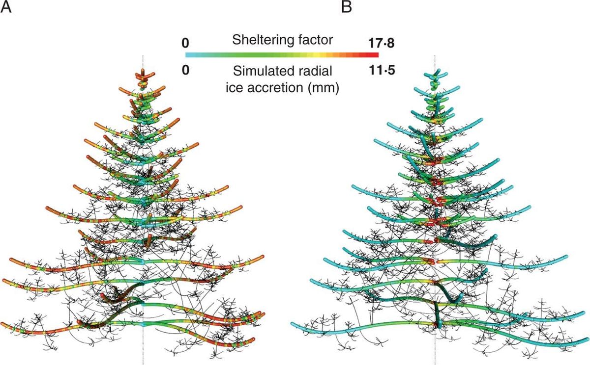Simulated tree from a functional–structural modelling suite.