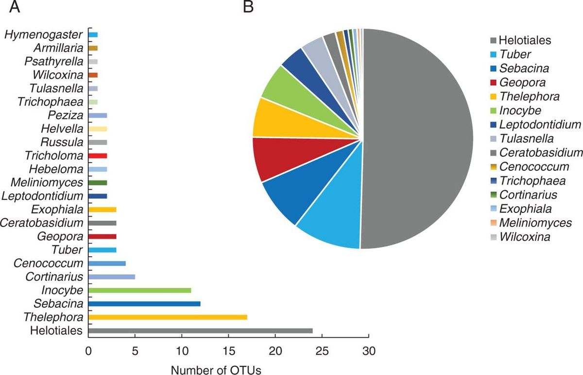 Putative mycorrhizal fungi detected in three species of the genus Epipactis.