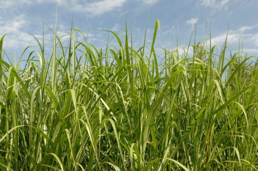 Miscanthus