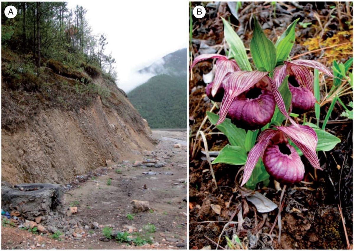 Orchid conservation