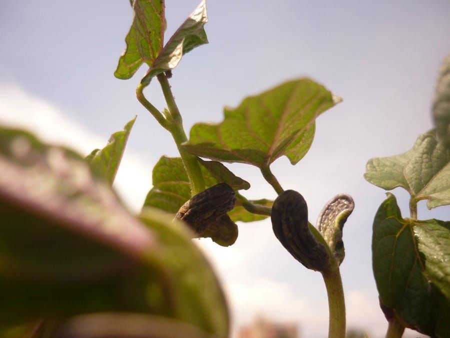 Phaseolus vulgaris