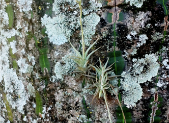 Host trait combinations drive abundance and canopy distribution of atmospheric bromeliad assemblages