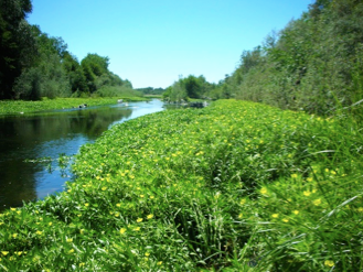 Réponses caractéristiques des congénères de macrophytes aquatiques envahissants&nbsp;: les diploïdes colonisateurs surpassent la polyploïdie