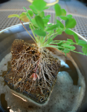 No difference in the competitive ability of introduced and native Trifolium provenances when grown with soil biota from their introduced and native ranges