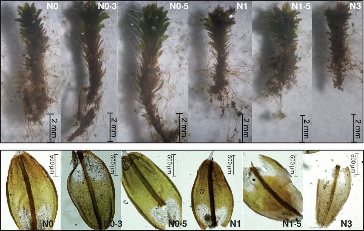 Representative shoots (upper images) and leaves (lower images) of Syntrichia caninervis from the N addition treatments illust