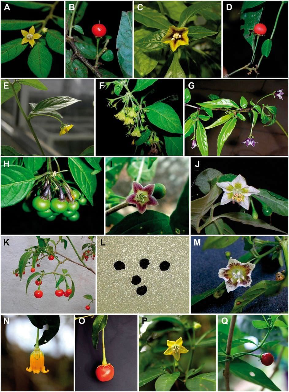 Flowers and fruits of the Andean peppers.
