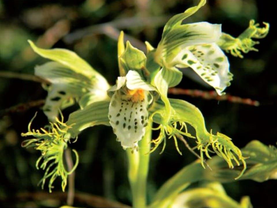 Bipinnula fimbrata