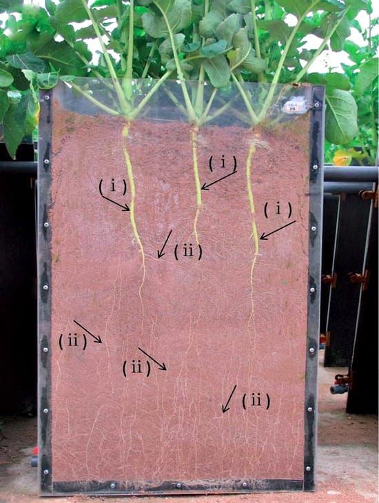 Brassica roots
