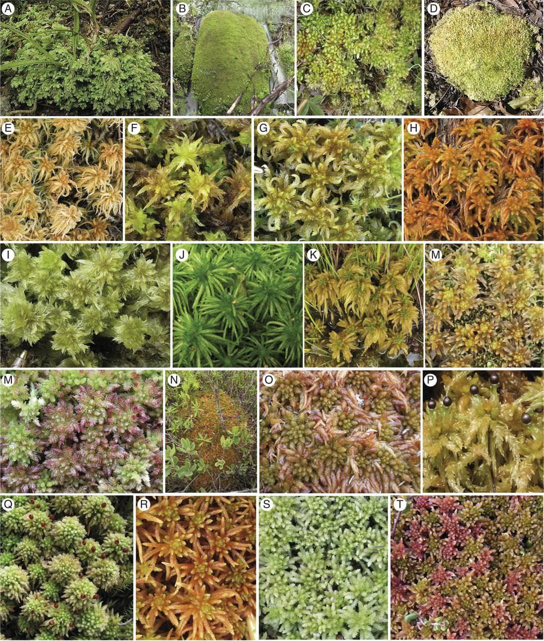 Morphological diversity among species of Bryophyta, class Sphagnopsida.