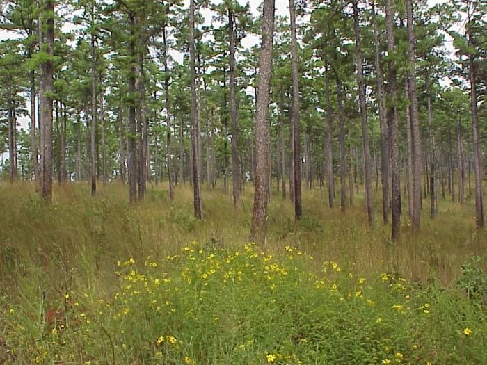 Pinus échinata