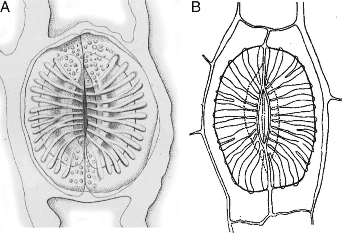 Drawings of Equisetum stomata.