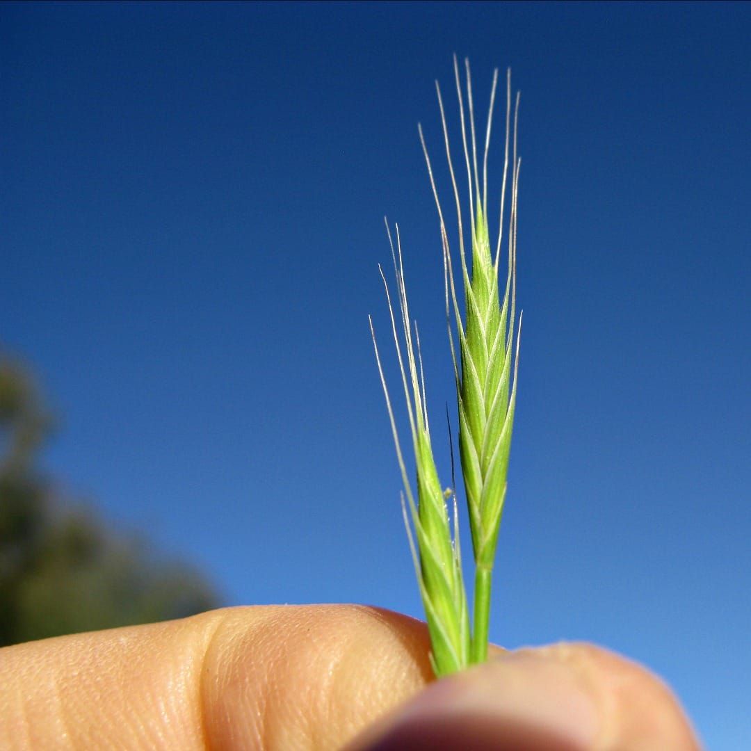 Brachypodium distachyon