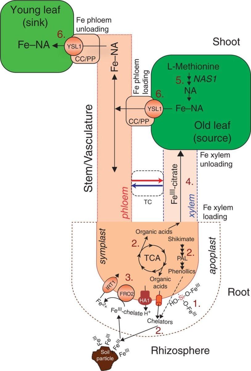 The proposed model of Si-mediated alleviation of Fe deficiency in cucumber.
