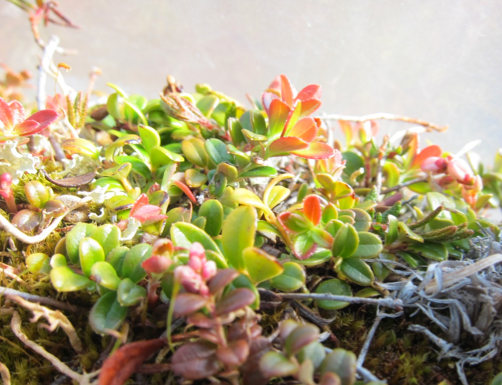 Une fonte des neiges et un réchauffement plus précoces entraînent une croissance des plantes plus précoce, mais pas nécessairement plus importante