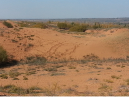 Germination des graines de sept plantes du désert et implications pour la restauration de la végétation