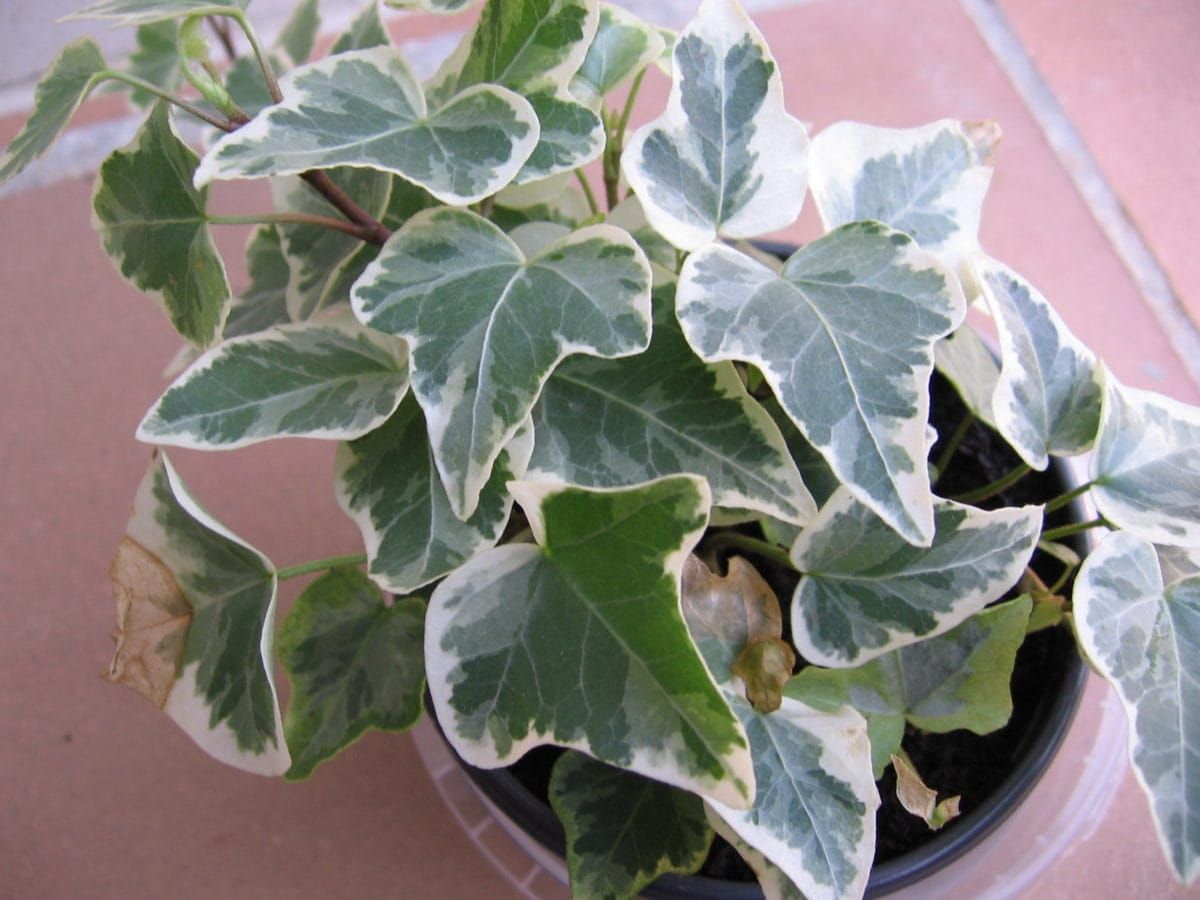 Hedera algériens