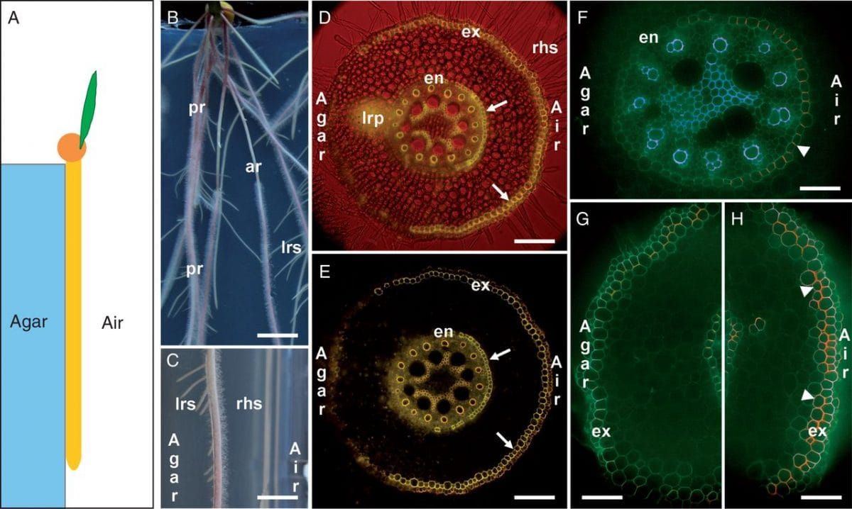 Maize primary root (Zea mays L., hybrid ‘Reduta’) exposed to unilateral treatment by drought (Air) and attached to wet agar-s
