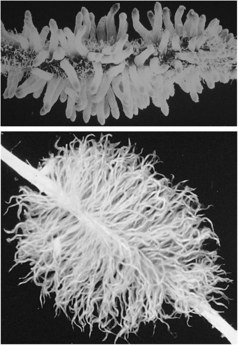 Grupos de raíces proteoides de Leucadendron salicifolium y Viminaria juncea