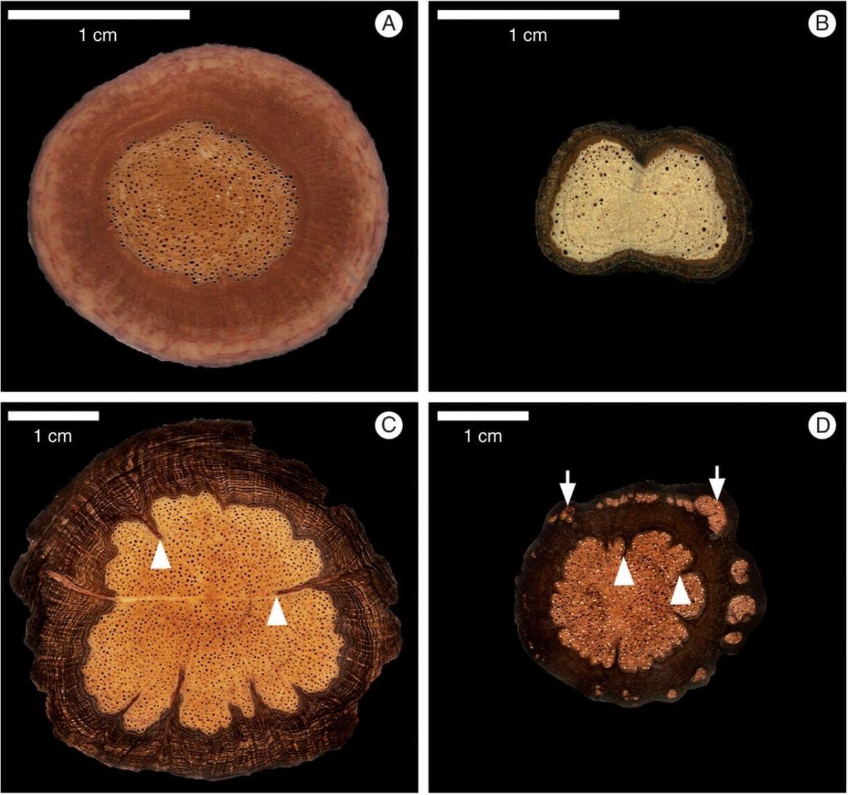 Patrones anatómicos macroscópicos de las raíces de lianas Sapindaceae.