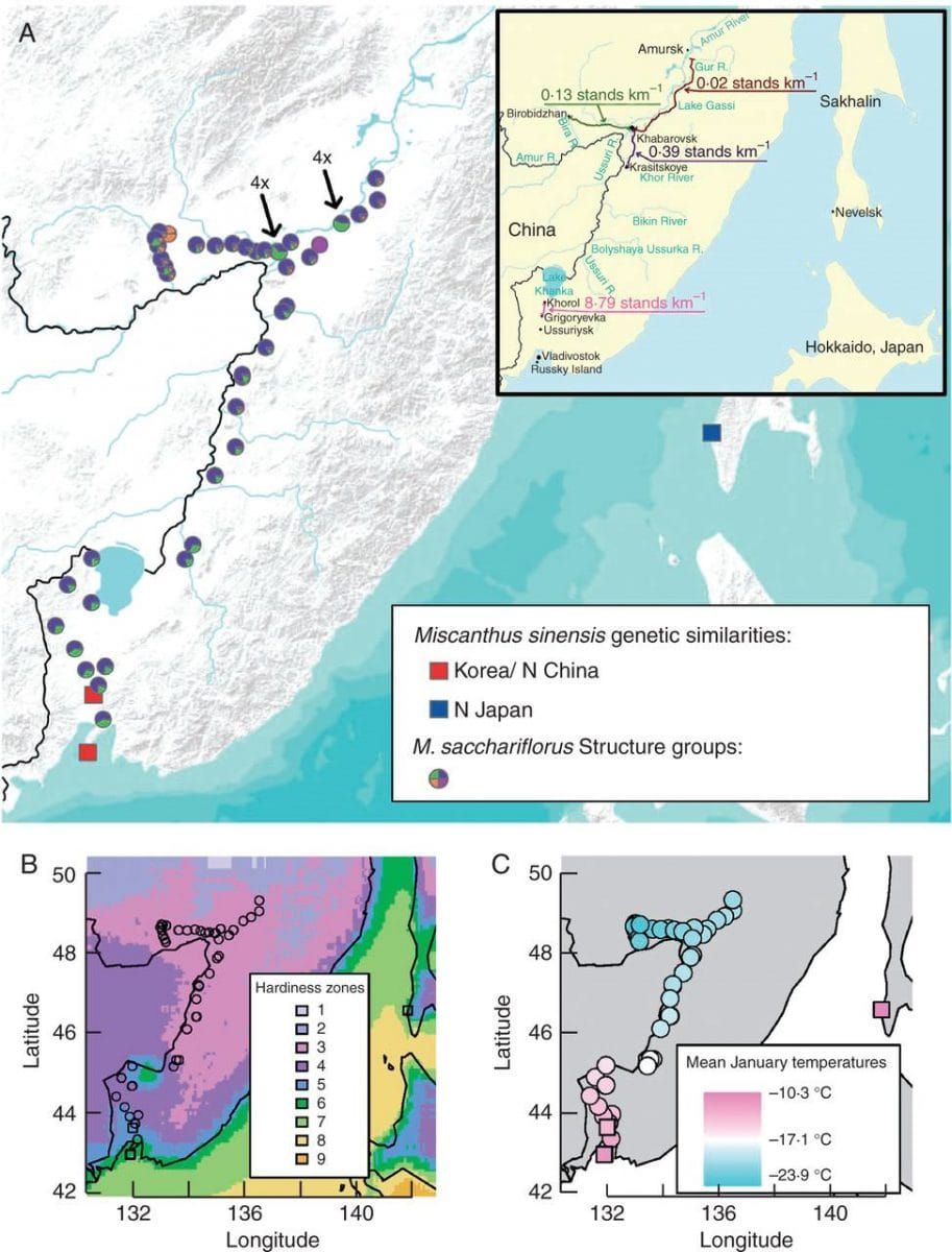 Collection locations, temperature data and population structure of Miscanthus in eastern Russia.