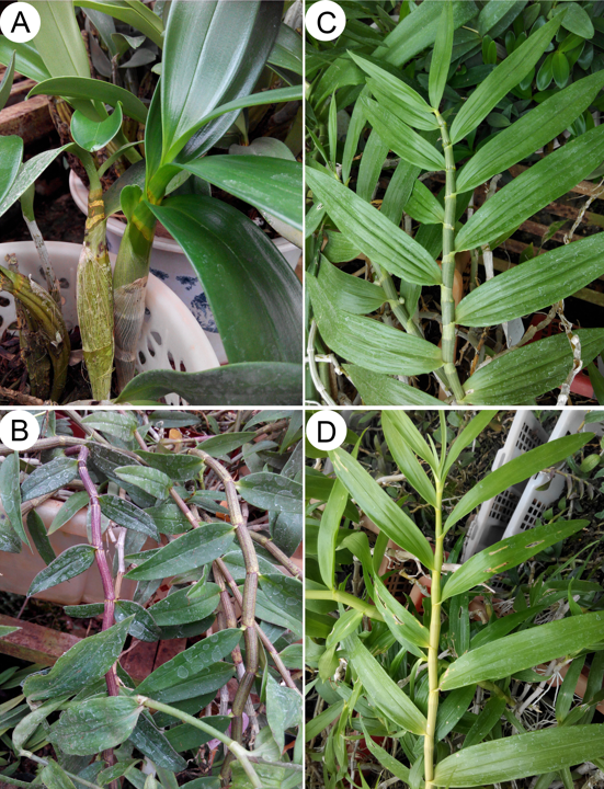 Deux stratégies des orchidées épiphytes pour maintenir l'équilibre hydrique : cuticules épaisses dans les feuilles et stockage de l'eau dans les pseudobulbes
