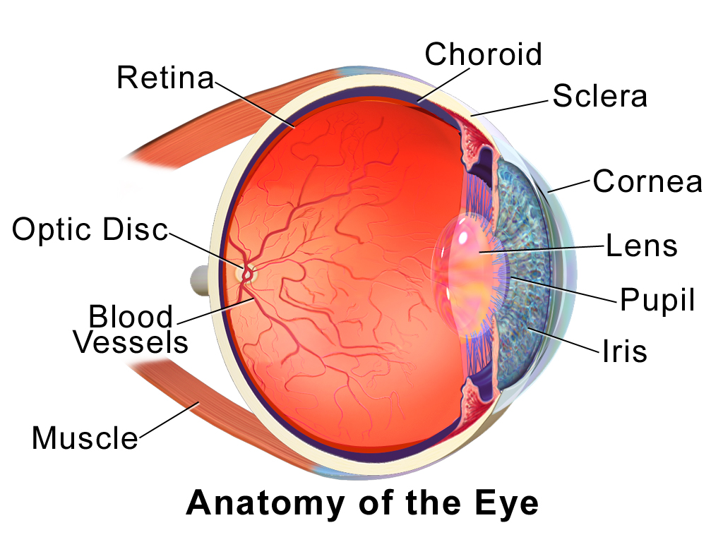 Anatomie de l'oeil.
