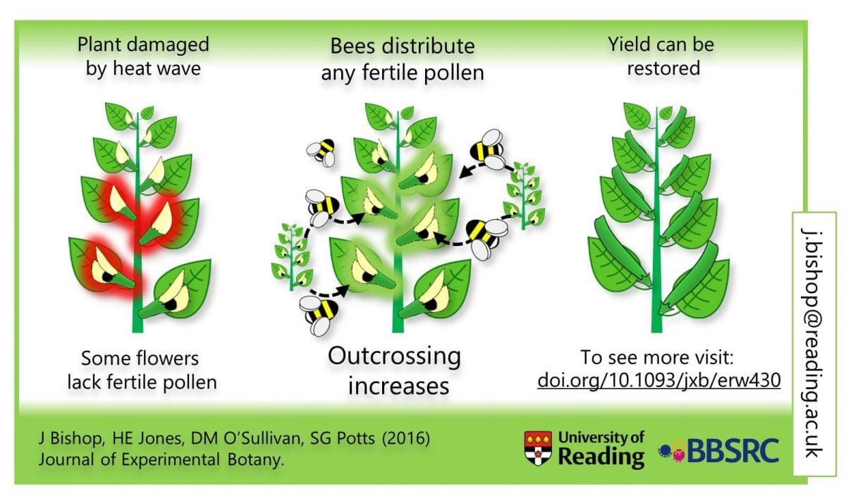 Faba bean response to heat stress