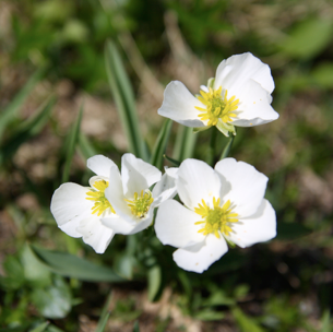 Corrélations de la polyploïdie, de l'apomixie et des gradients environnementaux alpins