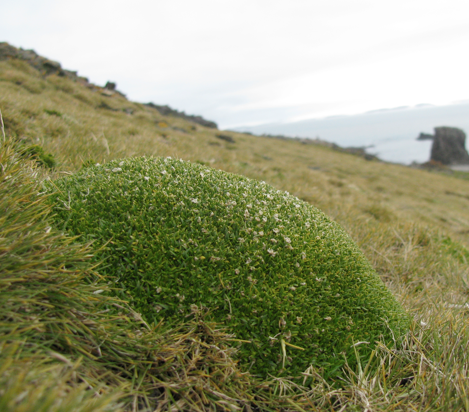 Les endophytes antarctiques améliorent la tolérance à la sécheresse des plants de laitue