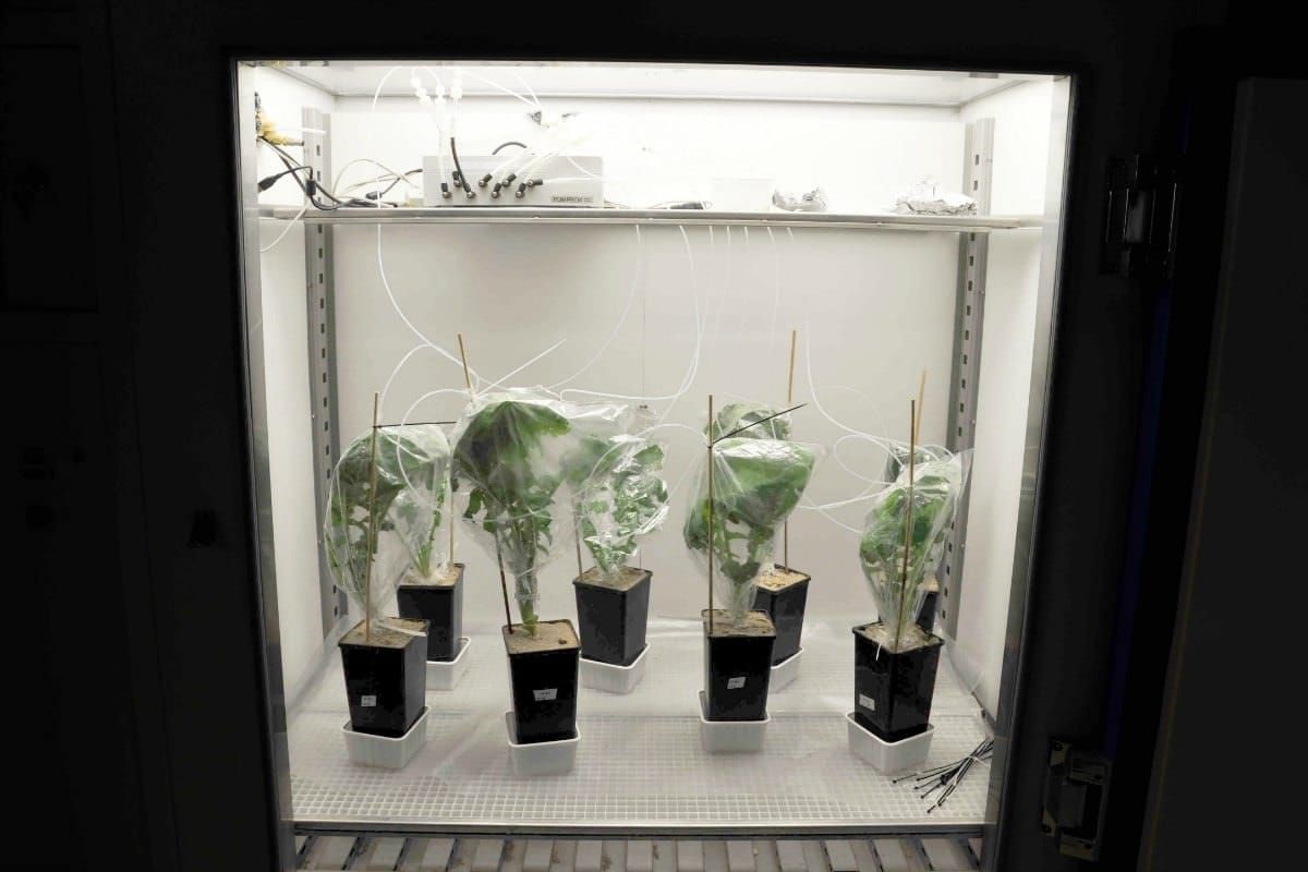 A lot of plants in plastic bags