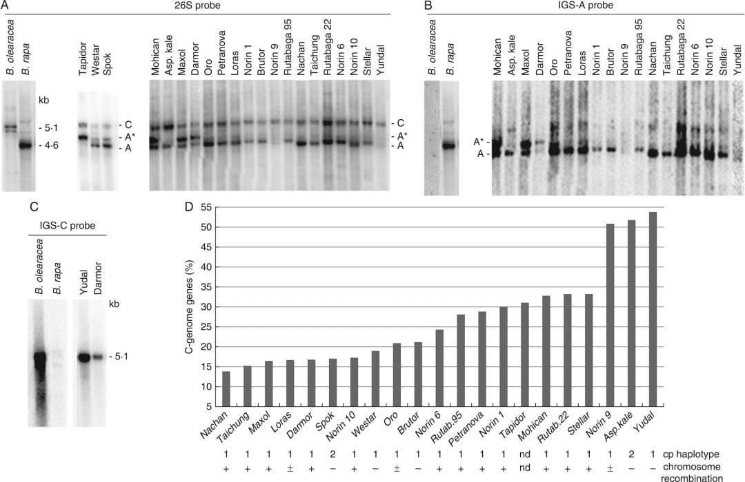 Southern blot hybridization of genomic DNA from several B. napus cultivars.