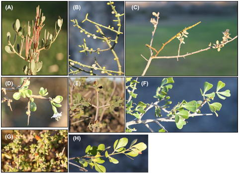 Spécificité d'hôte chez les plantes parasites - perspectives des guis