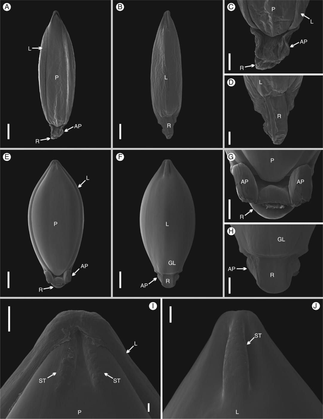 Scanning electron microscopy (SEM) images of the upper floret of Chasechloa madagascariensis (Vorontsova et al. 1822).
