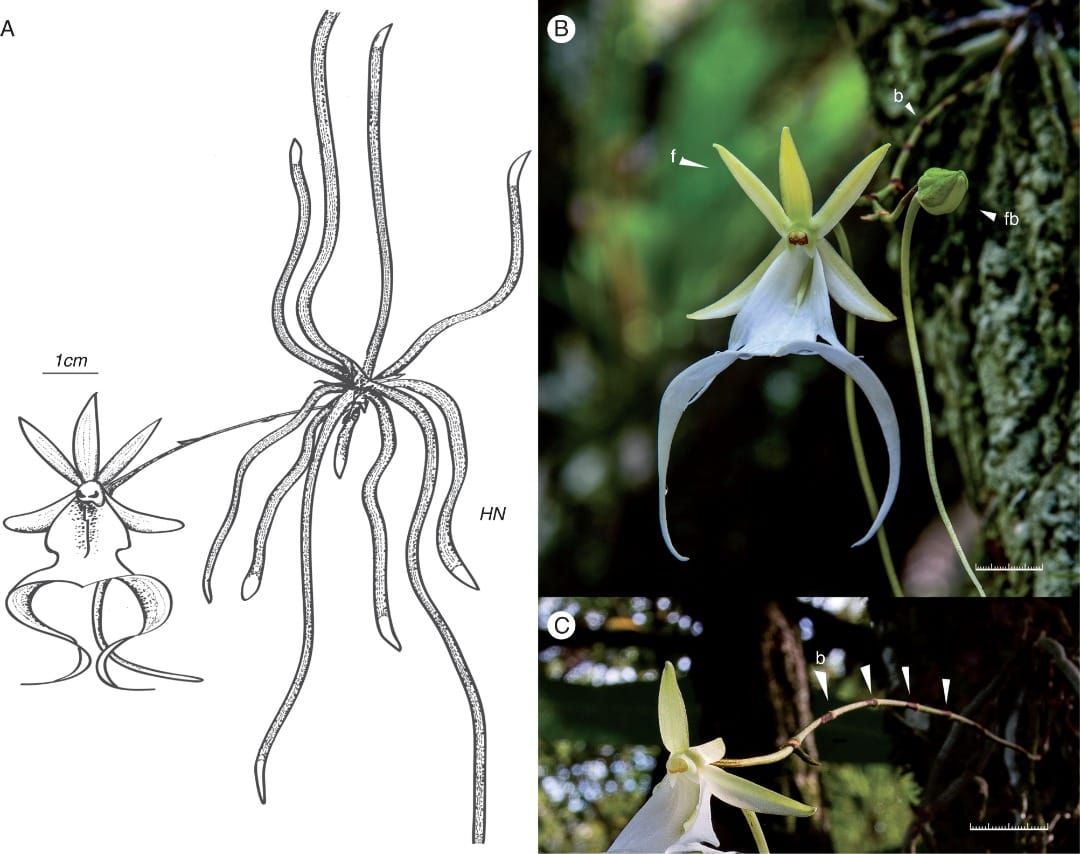 Orchidée fantôme de Floride (Dendrophylax lindenii) plante et fleur.
