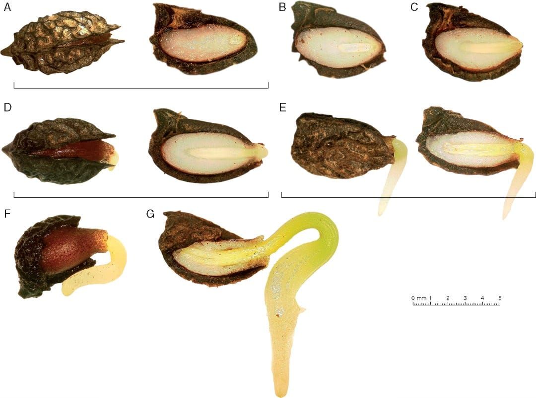 Sequência cronológica reconstruída da germinação de sementes de Amborella trichopoda