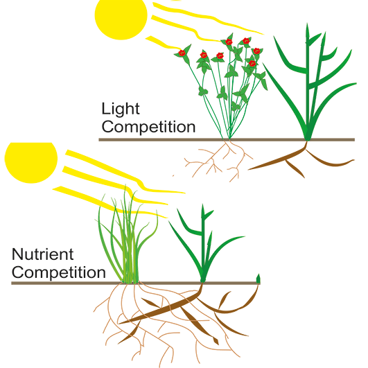 Competencia de luz versus competencia de nutrientes.