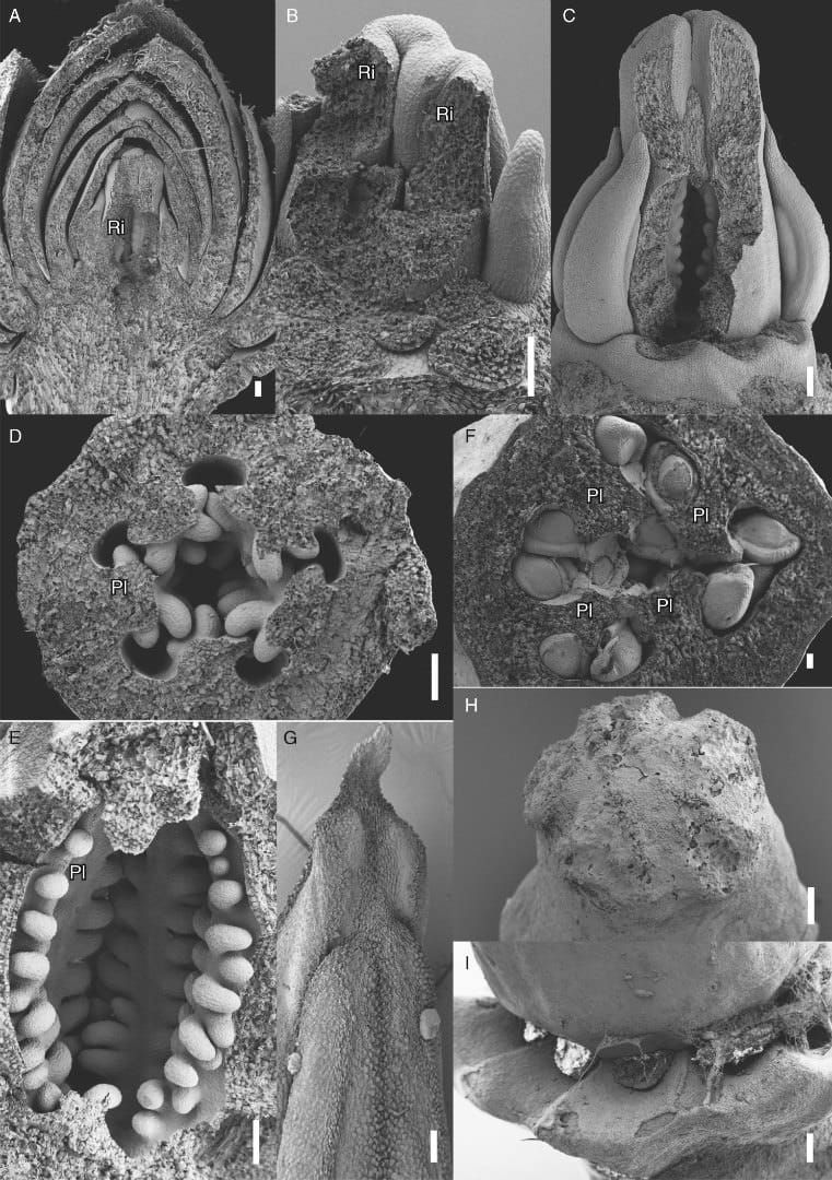 Diferenciación floral y ginoecial tardía de Berberidopsis beckleri.