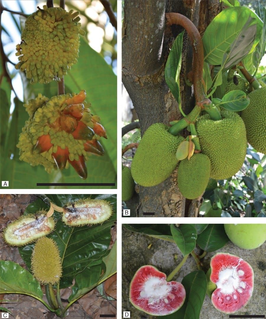 Representative species from Artocarpus subgenera.
