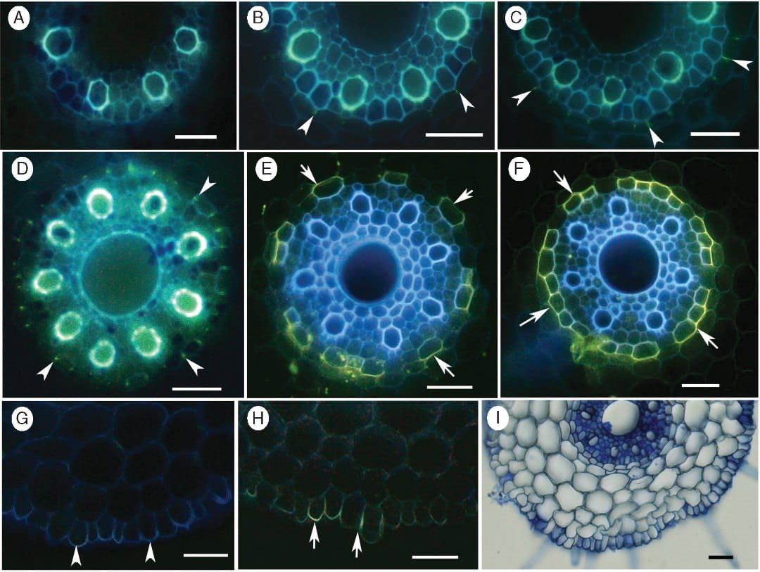 Appearance of Casparian bands (CBs) and suberin lamellae (SL) in the endodermis, and presence of suberin in the rhizodermis o