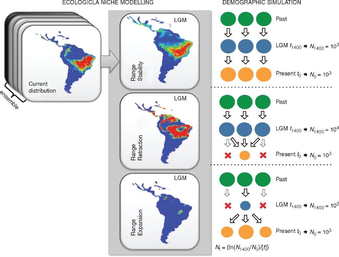 Schematic representation the demographic history scenarios simulated for the 23 populations of Eugenia dysenterica sampled in