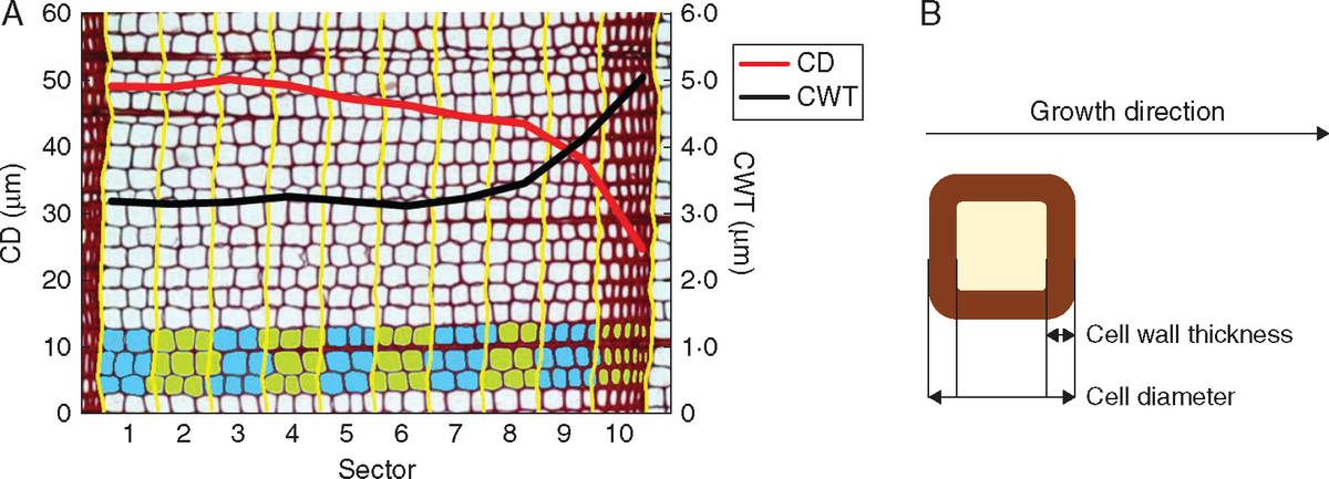 Example of a tree ring split into ten sectors (A) and representation of the anatomical features measured on each single trach