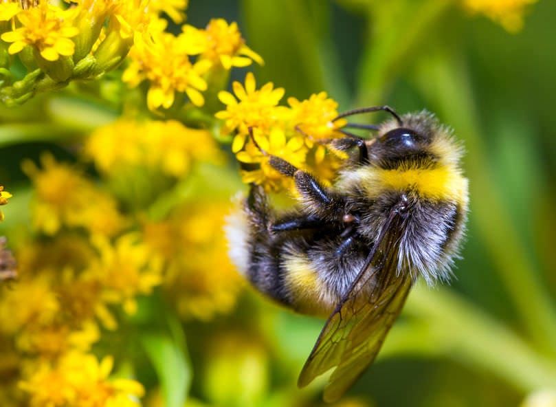 Bumblebee (bombus pascuorum) sobre una flor amarilla