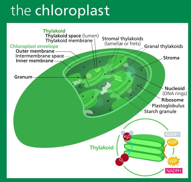 Cloroplasto