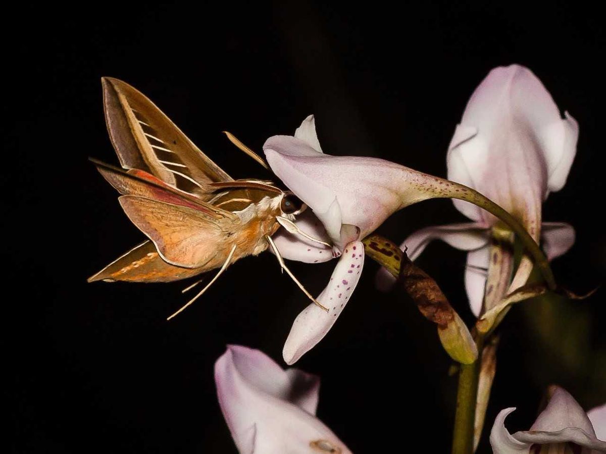 Le sphinx Basiothia schenki butine une fleur d'orchidée Disa crassicorni au crépuscule dans les montagnes du Drakensberg.