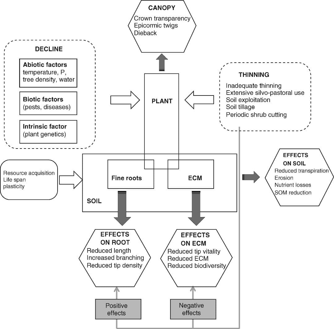 Flow chart relating effects of decline and silvicultural treatment to above- and below-ground responses in Quercus robur L.,