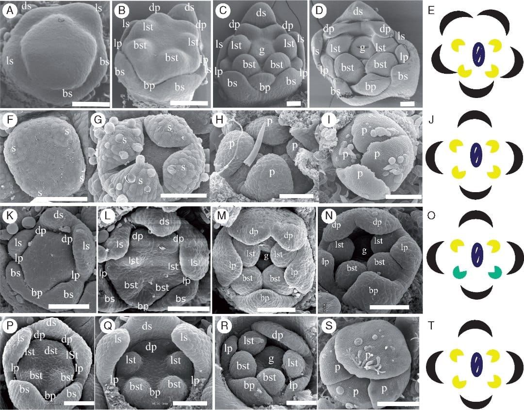 Origines ontogénétiques des corolles matures à symétrie radiale