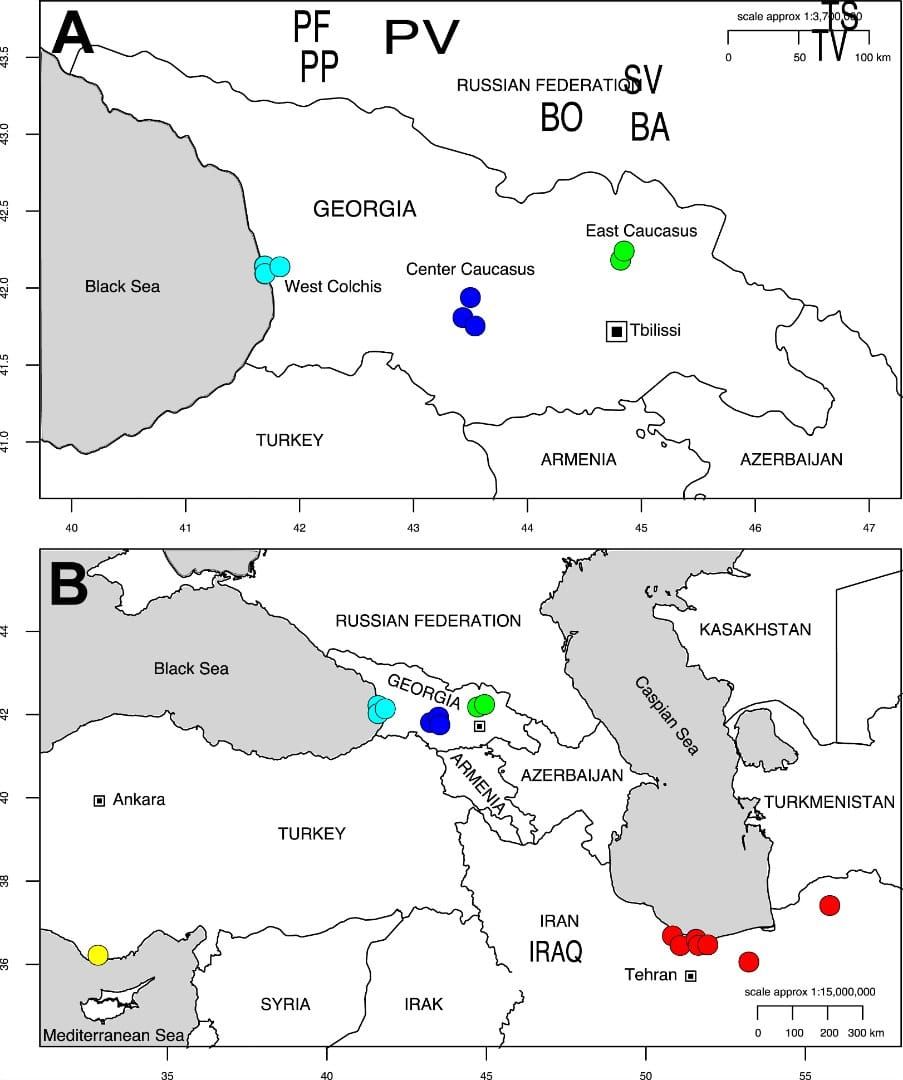 Carte de la Géorgie (A) indiquant les sites d'échantillonnage d'Alnus glutinosa subsp. barbata dans l'ouest (cyan), le centre (bleu) et l'est