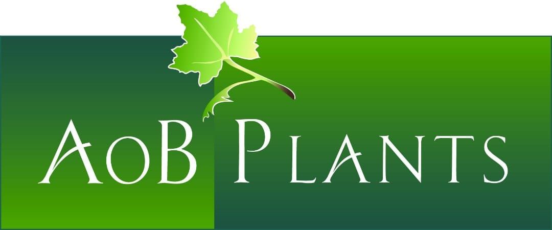 AoB PLANTS  recherche un nouveau rédacteur en chef